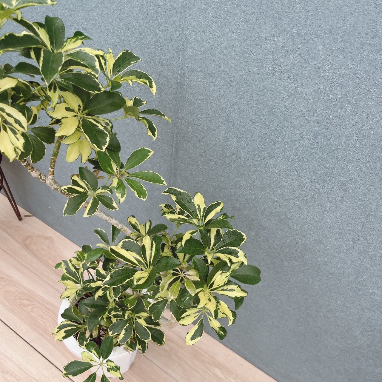 現品］10番A シェフレラ ウォルシー 曲がり 7号 観葉植物 斑入り 室内
