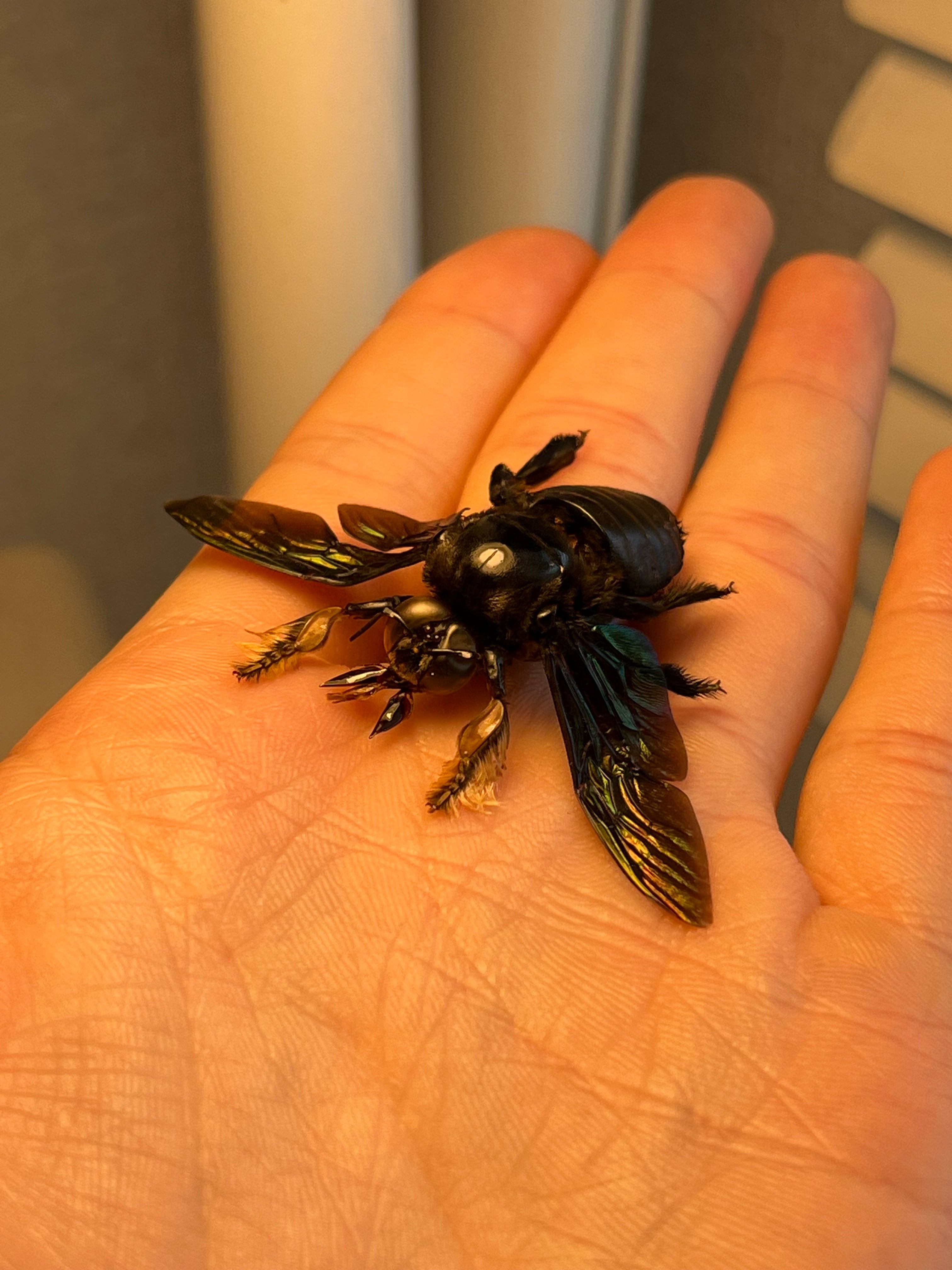 31mm♂】黒いクマバチ Xylocopa latipes タランチュラホーク雀蜂ハチ