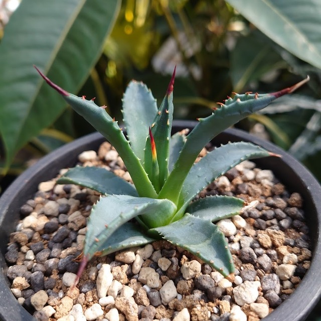 【訳あり商品】アガベ ユタエンシス ssp. ユタエンシス 4 Agave uthaensis ssp. uthaensis