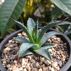 【訳あり商品】アガベ ユタエンシス ssp. ユタエンシス 1 Agave uthaensis ssp. uthaensis