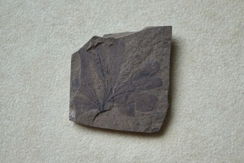 カナダ産イチョウ葉化石 Ginkgo biloba 1626