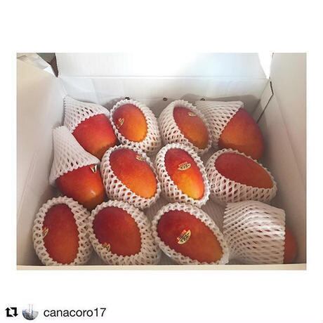 宮古島マンゴー訳あり2.1kg