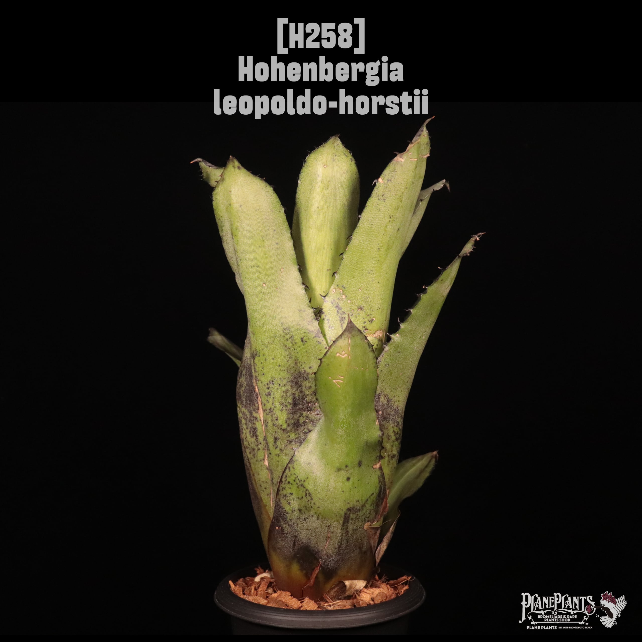 Hohenbergia leopoldo-horstii〔ホヘンベルギア〕H258