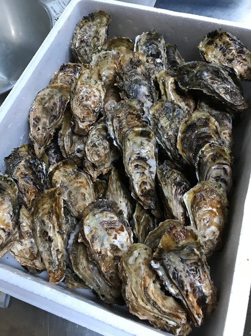 桃こまち 加熱用 Lサイズ 8kg