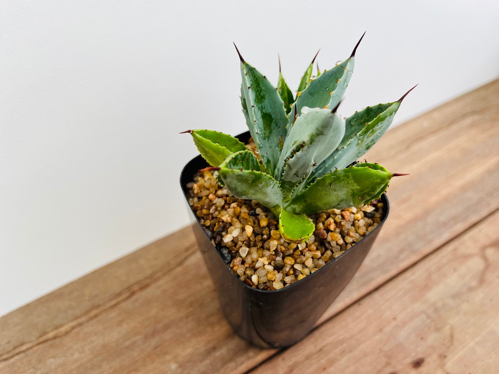 アガベ キュービック錦 白覆輪 子株 アガベ キュービック錦 ポタトラム