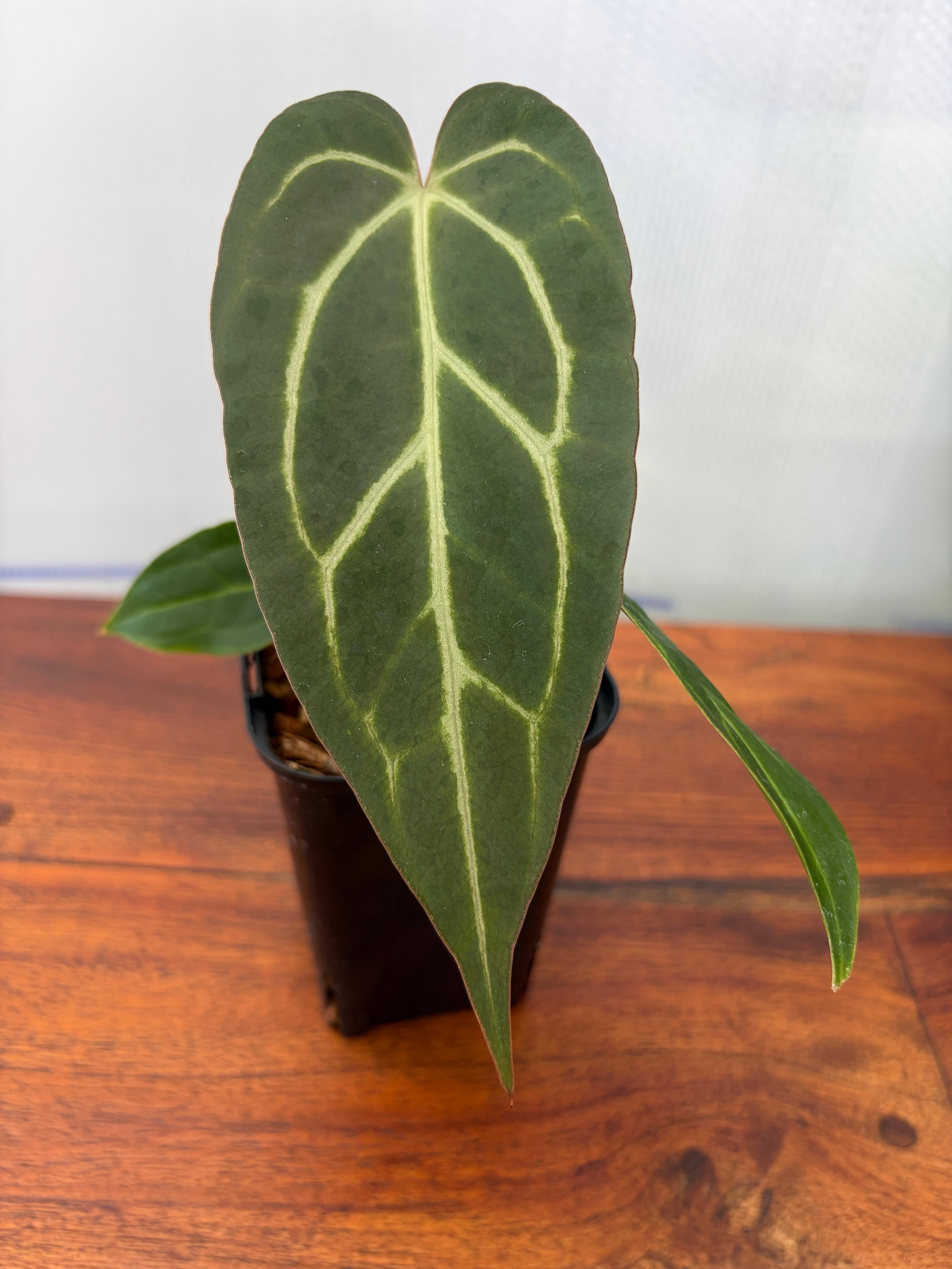 Anthurium | BALI-AN 園芸