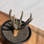 Pterocactus tuberosus【プテロカクタス・黒竜】