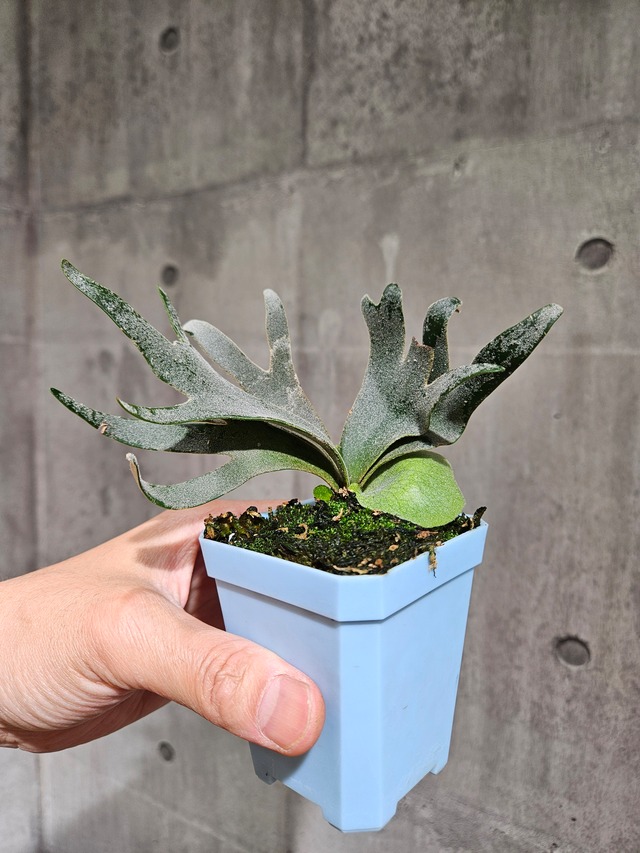 P.willinckii Bacteria Sporelings【artPLANTs/PLANTS GARAGE】ビカクシダ/Platycerium