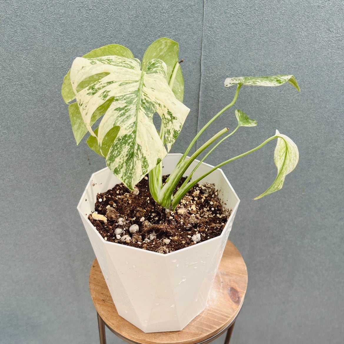 現品］【希少】21番 オリーブ アスコラーナ 8号 観葉植物 レア