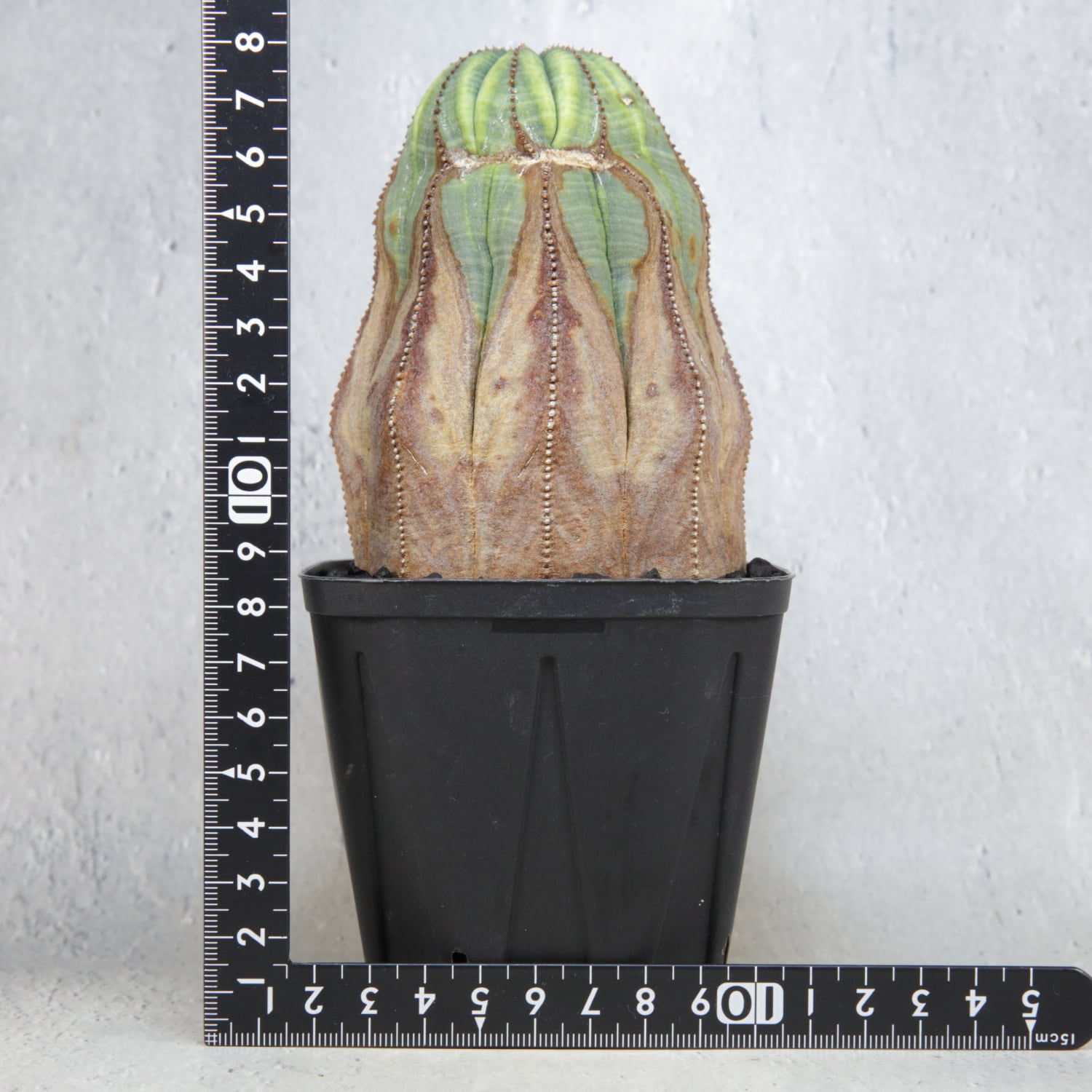 RETAKE メス株 超大株 8.1cm 木質化 美模様 捻じれ マウンテン オベサ