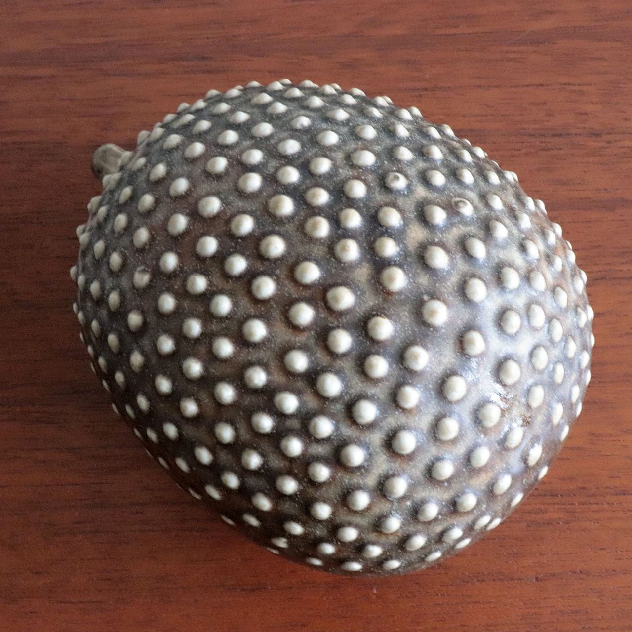 c8345】ハリネズミ（Igelkott / Hedgehog） /WWF ［Lisa Larson/Sweden