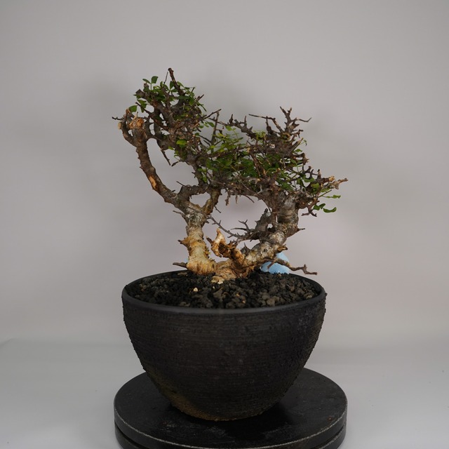 F30 コミフォラ SP エイル  発根済み 現地球 ソマリア産