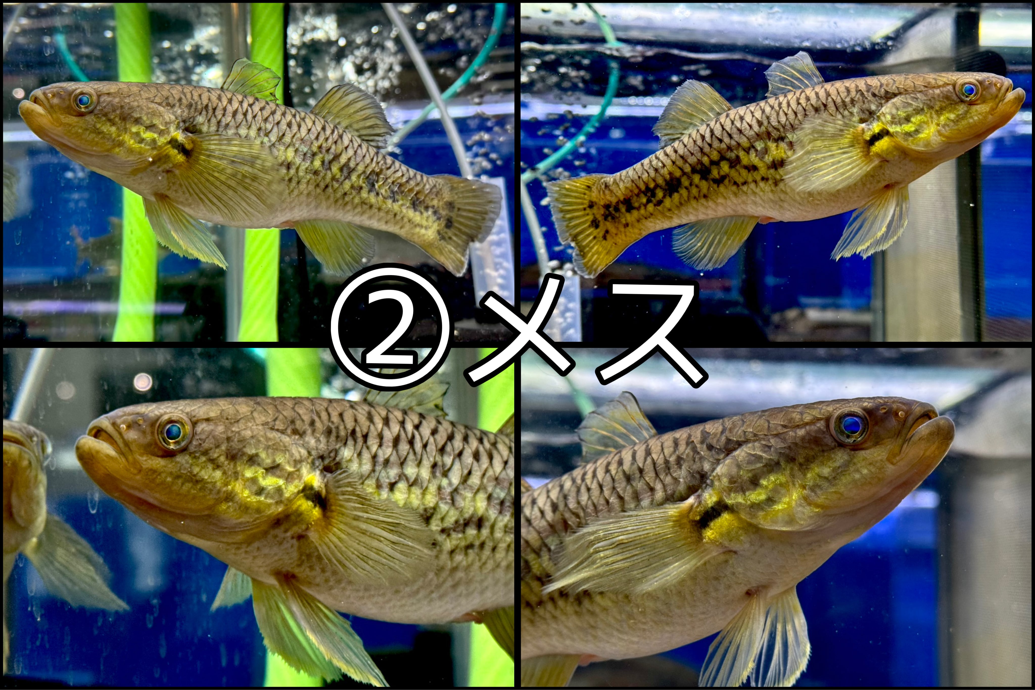 インドネシア産スネークヘッドガジョン 18〜20cm | AQUASTYLEG