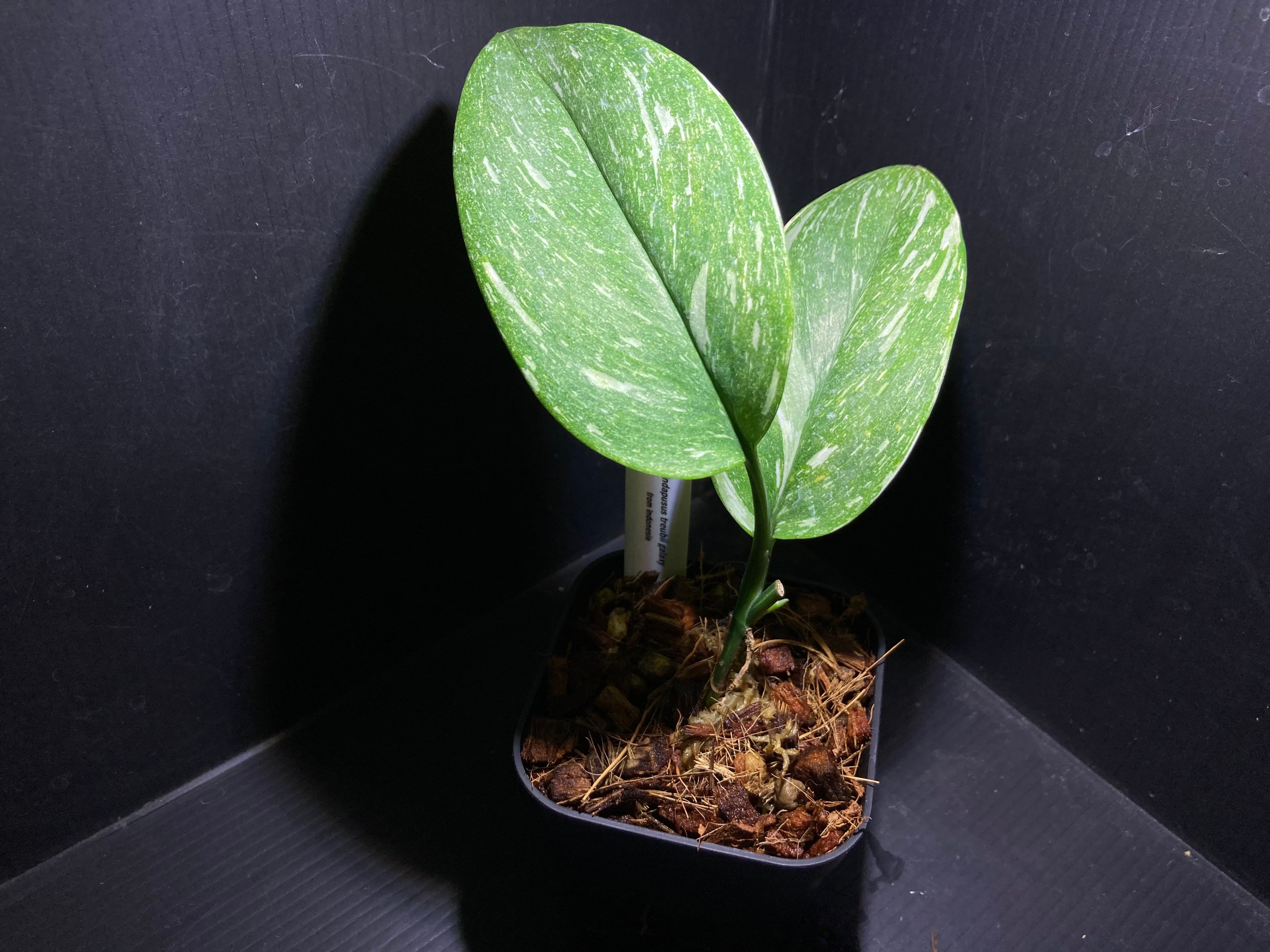 激レア　スキンダプサス　プラブ　Prabu fit=scale-down,w=1200