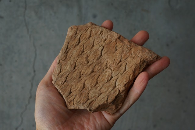 ポーランド産鱗木(ヒカゲノカズラ類)化石  Lepidodendron aculeatum 2440