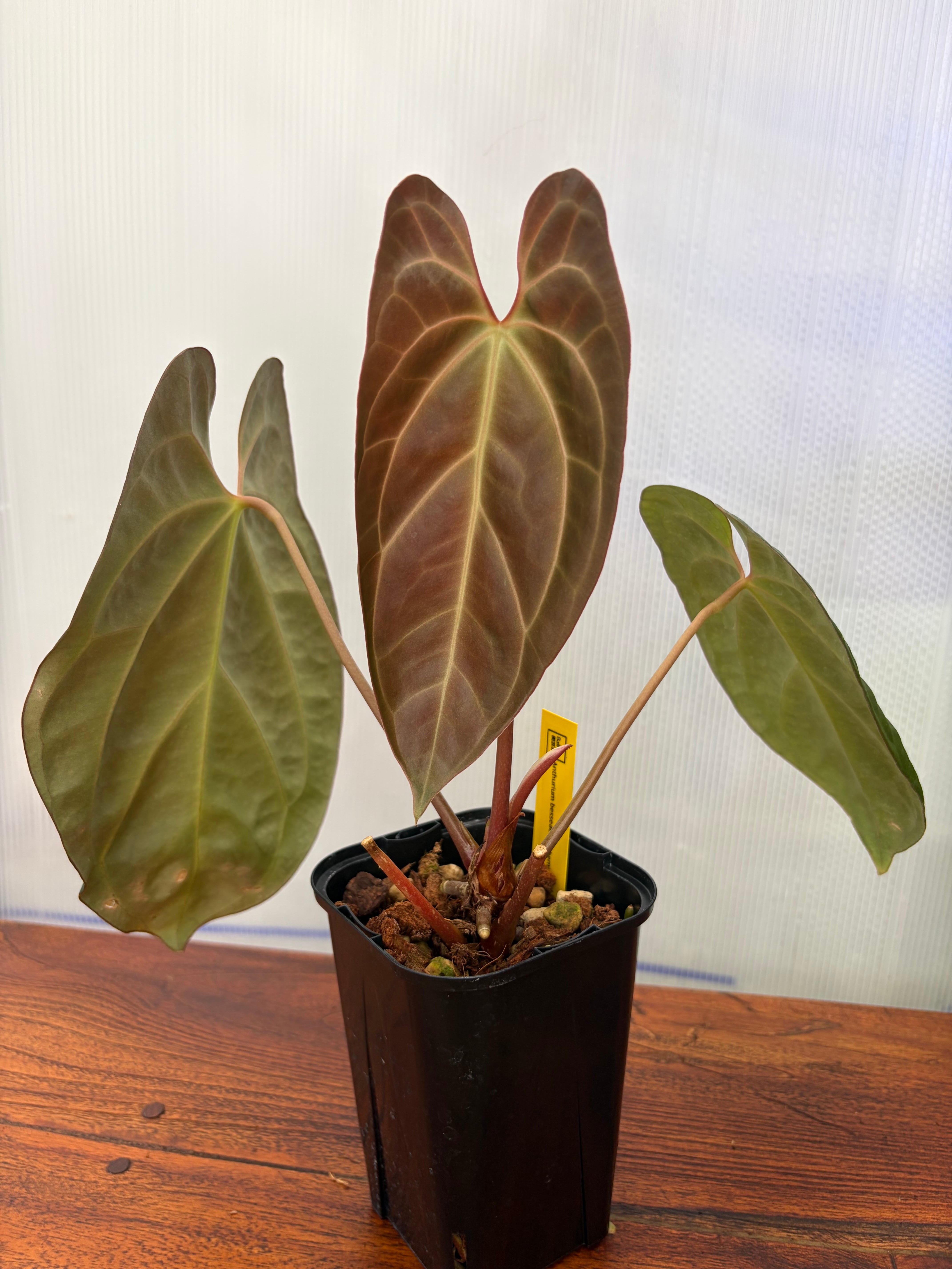 Anthurium | BALI-AN 園芸