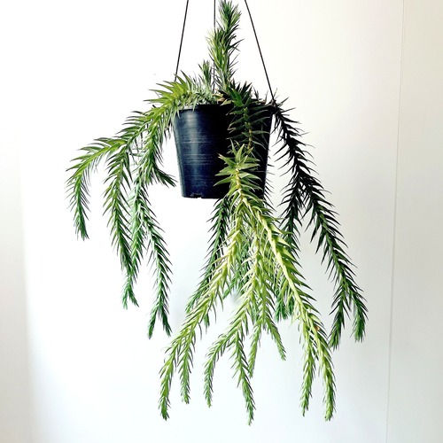 フペルジア ゴエベリー 青みがかったシルバーリーフ 観葉植物 室内 吊り下げ