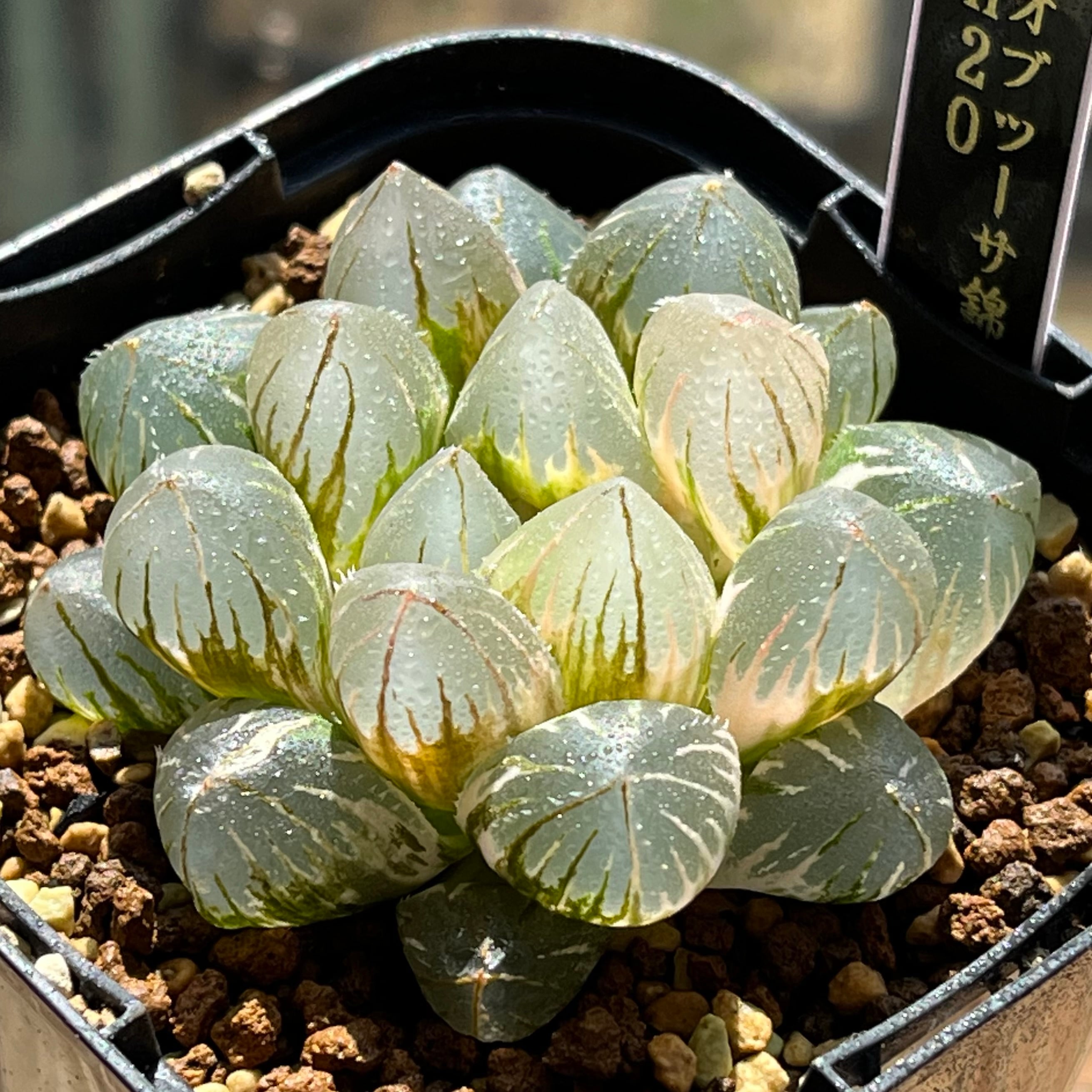 ハオルチア 三仙寿錦 | mocono_plants