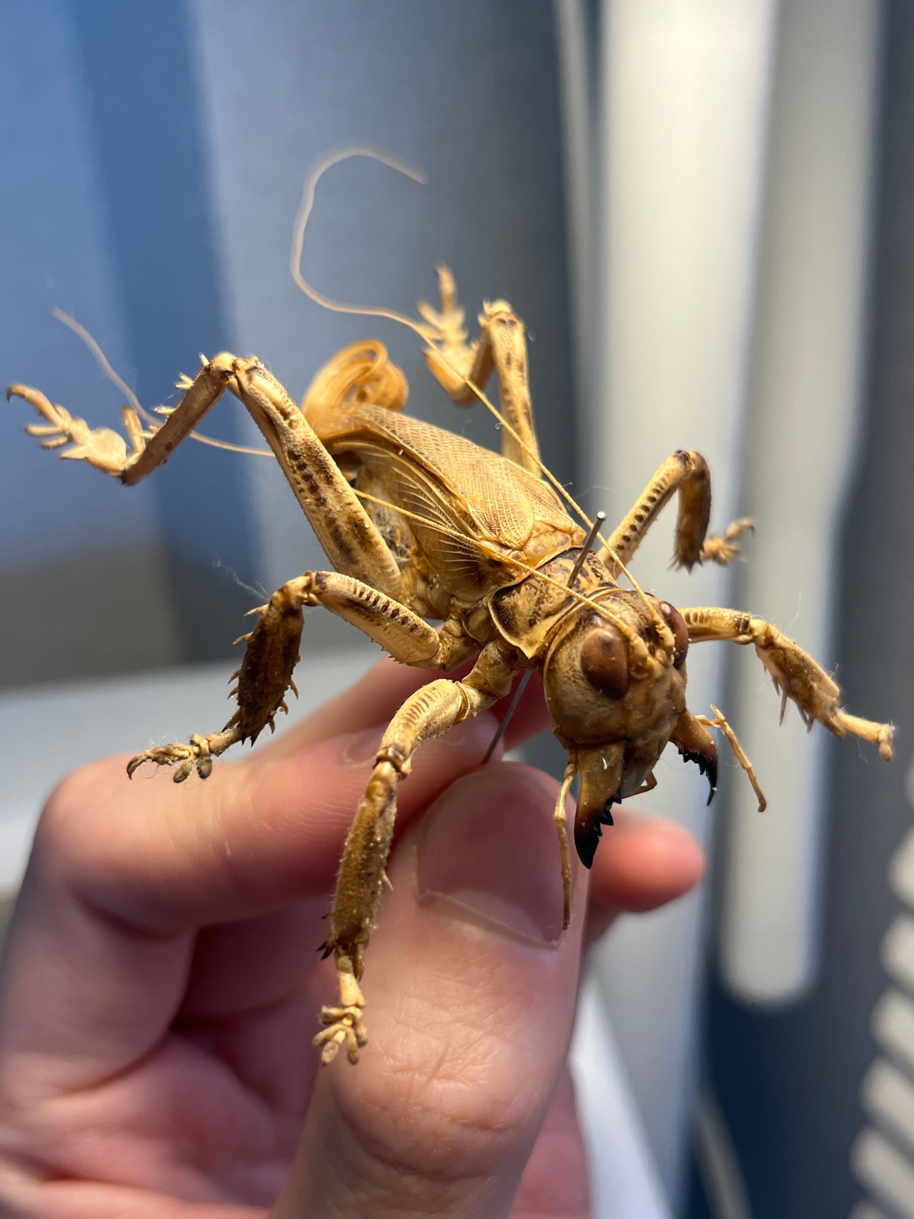 【成虫】マキバネコロギス 昆虫標本バッタ キリギリスコロギスリオック直翅類 成虫】マキバネコロギス 昆虫標本バッタ キリギリスコロギスリオック直
