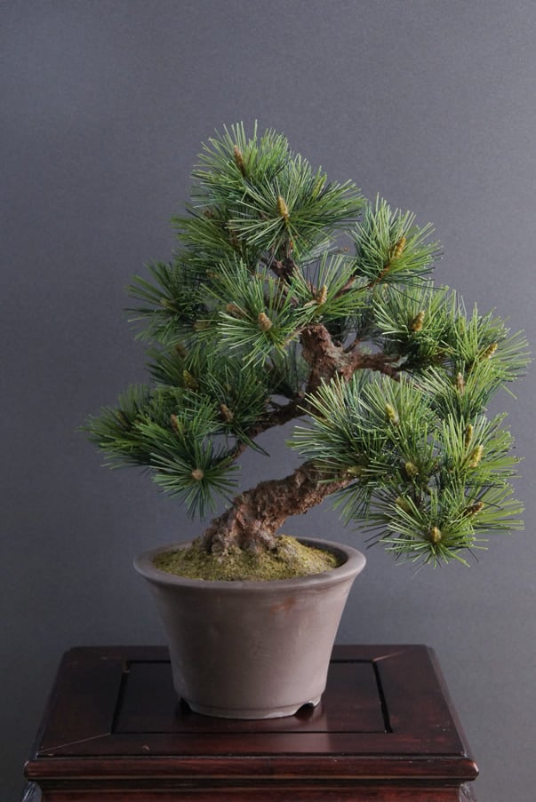 盆栽 桃 Peach Tree Bonsai #56（鉢変更） | Oh! BONSAI