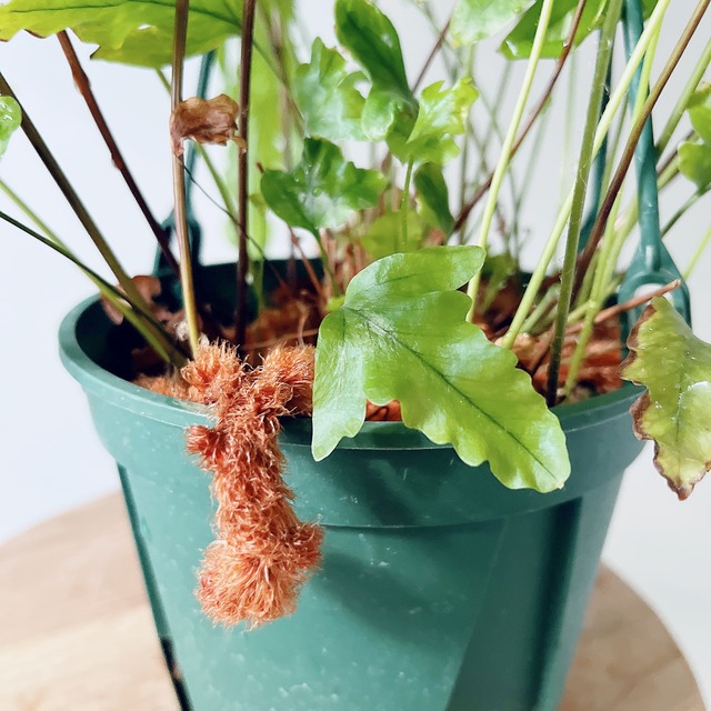 【Premium Plants】フレボシア ニコラスダイヤモンド 観葉植物