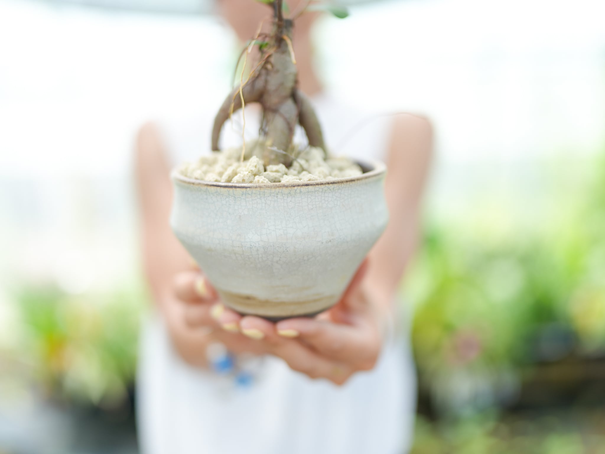 沖縄の地でのびのび育った】ガジュマル NO.16 | くるみどり