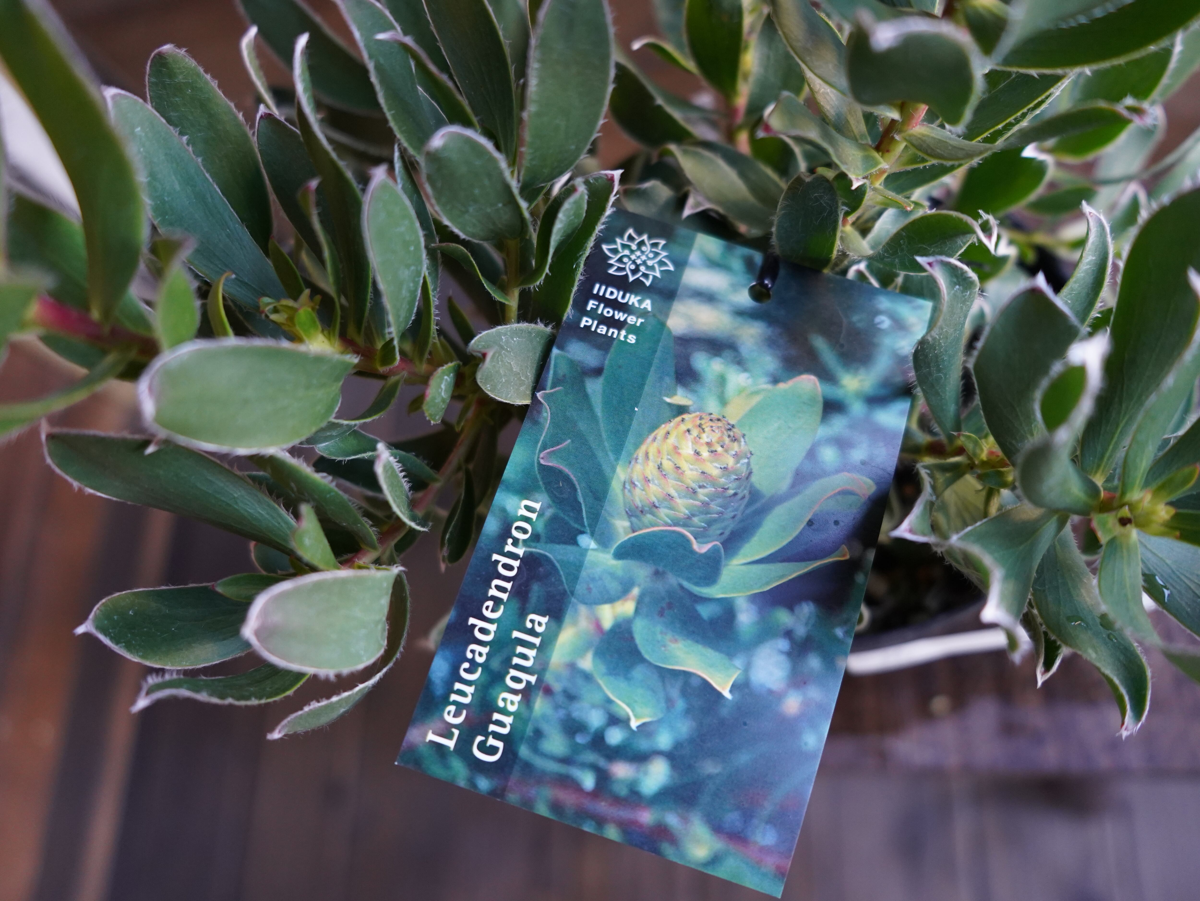 【現物】リューカデンドロン "Guaqula" B