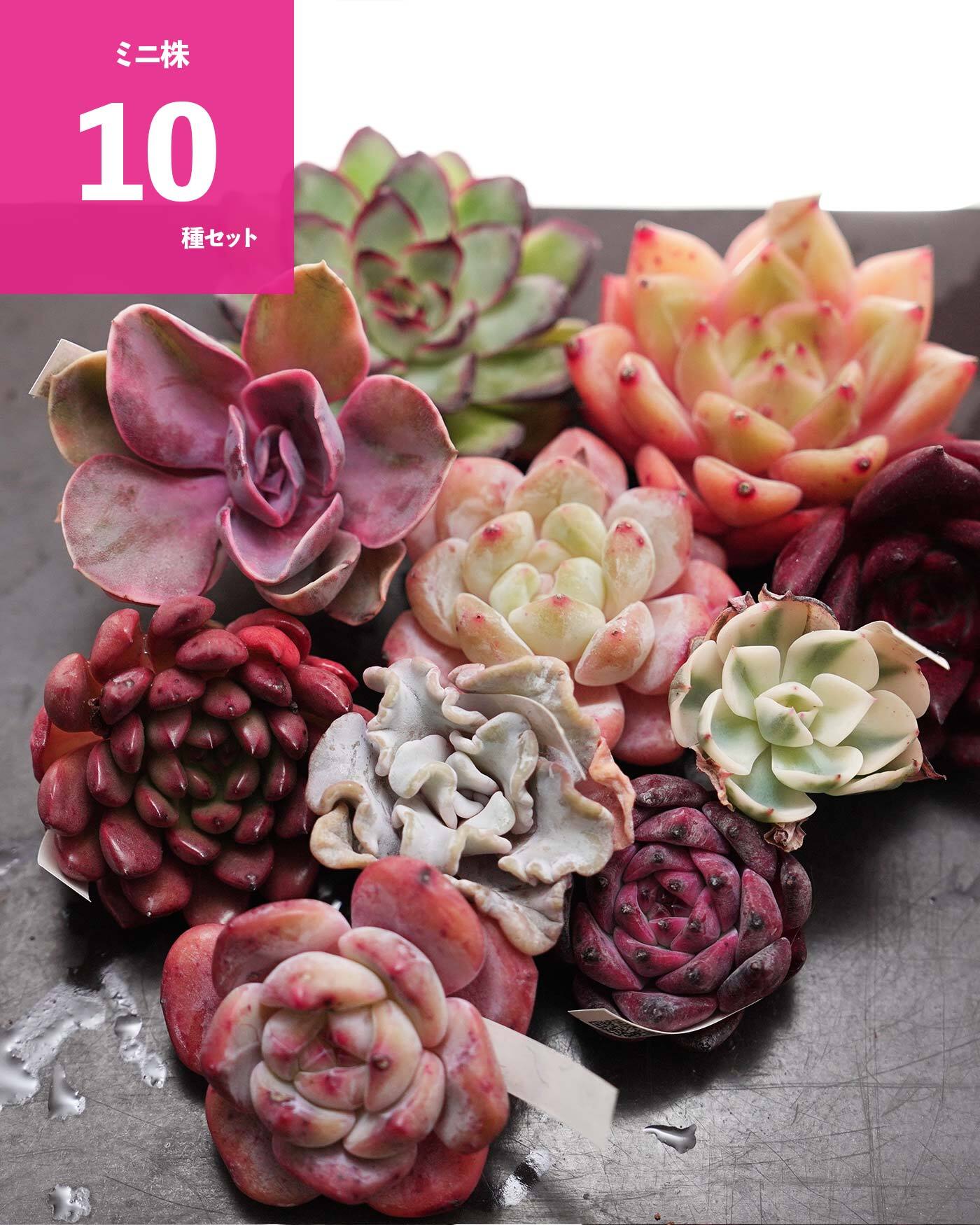 その他多肉植物 choco 3c2c7690fec595059ad6a9e5fe6330