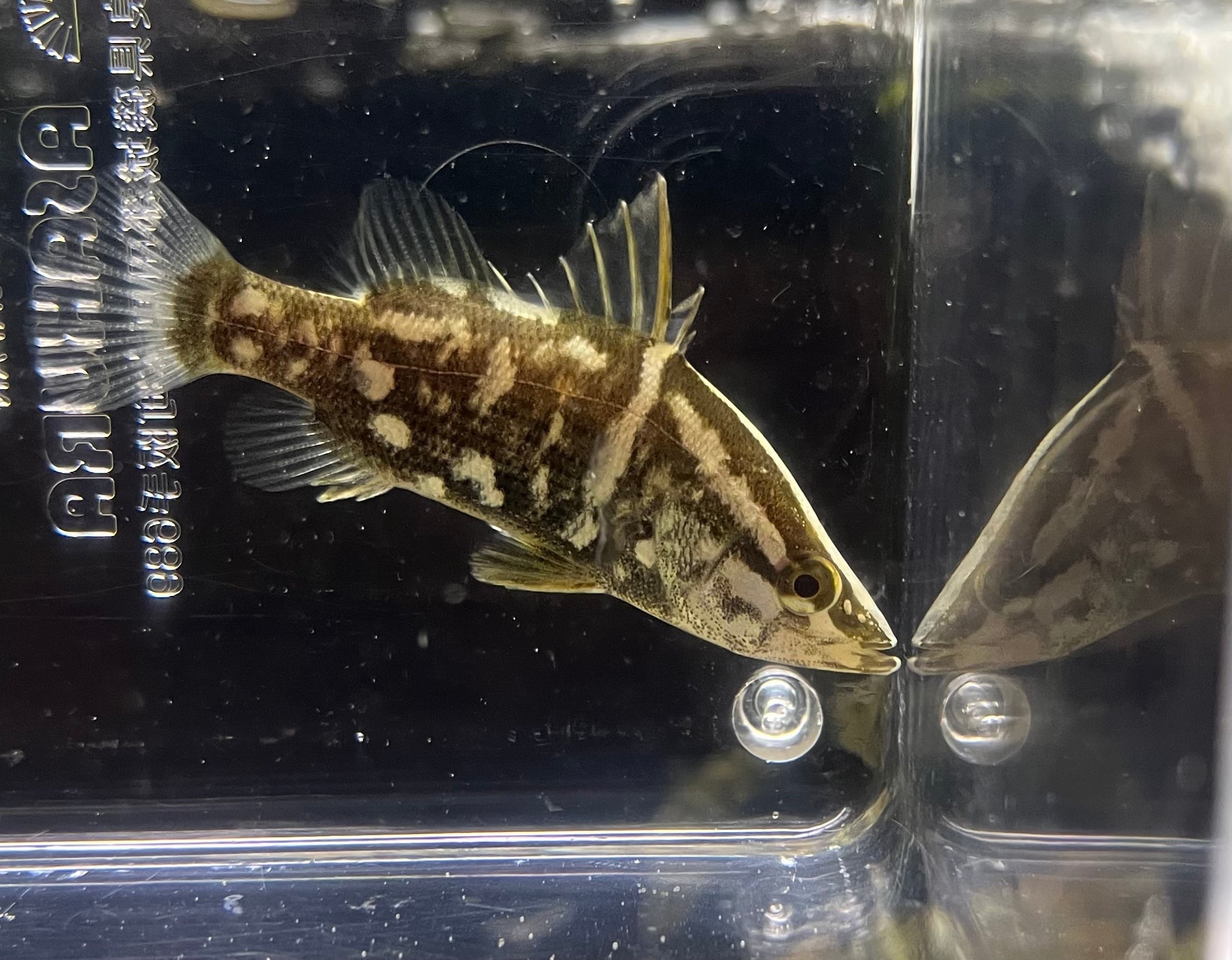 1匹】四万十便WILD四万十川産アカメ(M)5-6cm | アクアショップロイヤル