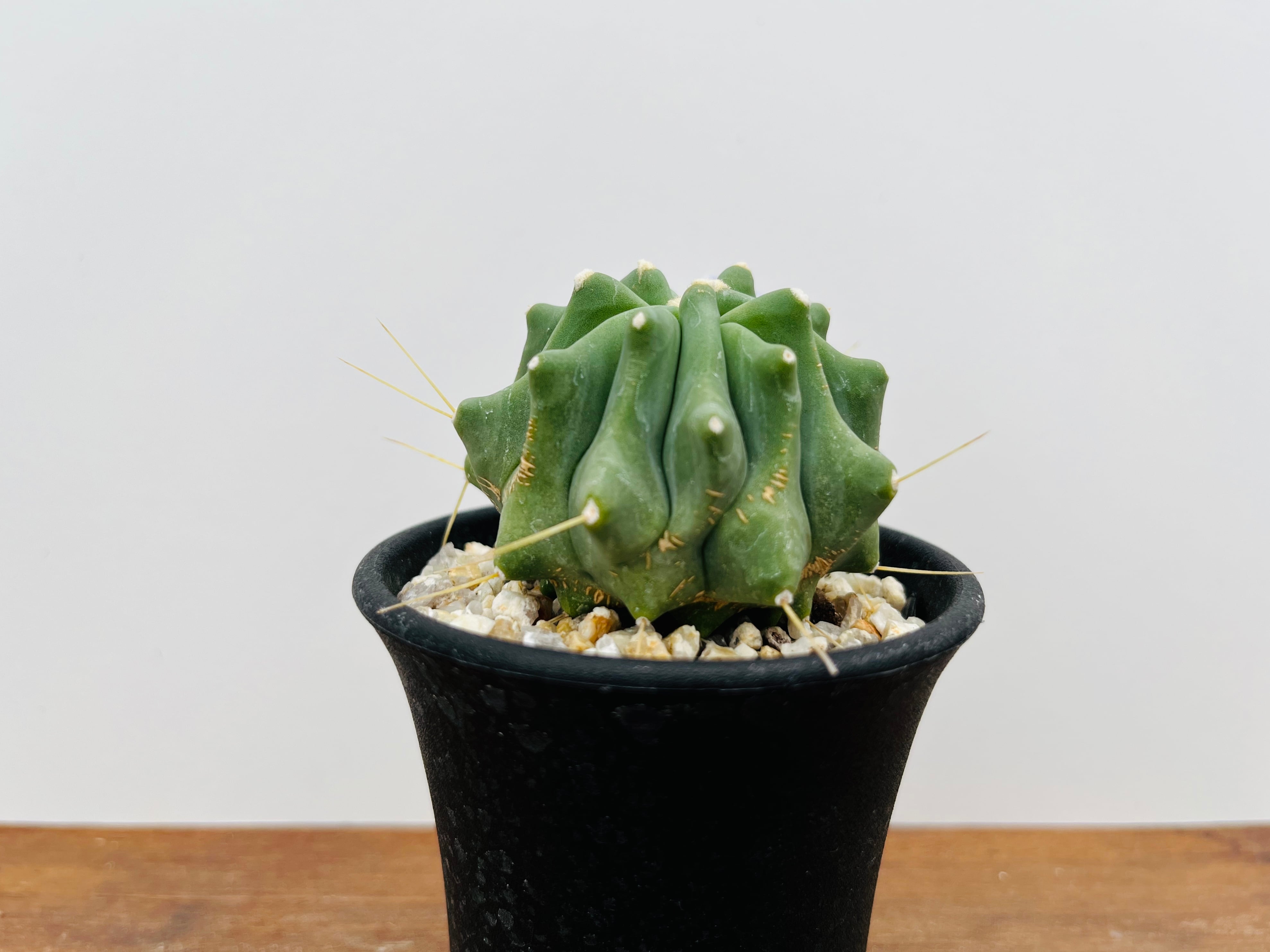 Ferocactus glaucescens　フェロカクタス　刺無王冠竜　サボテン | plants MARU ー  多肉植物・サボテン・園芸グッズのお店 ー powered by BASE