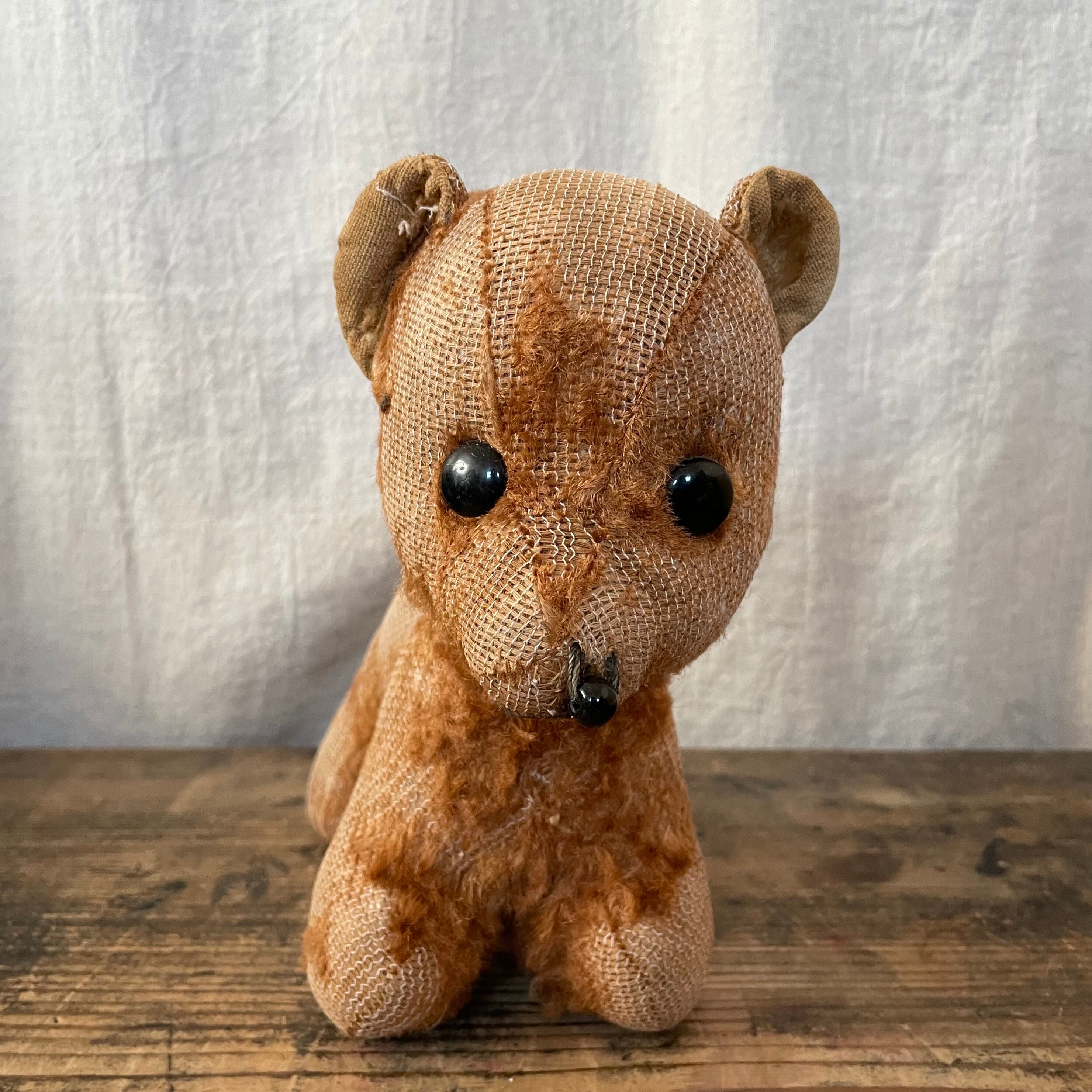 愛されすぎたこぐま