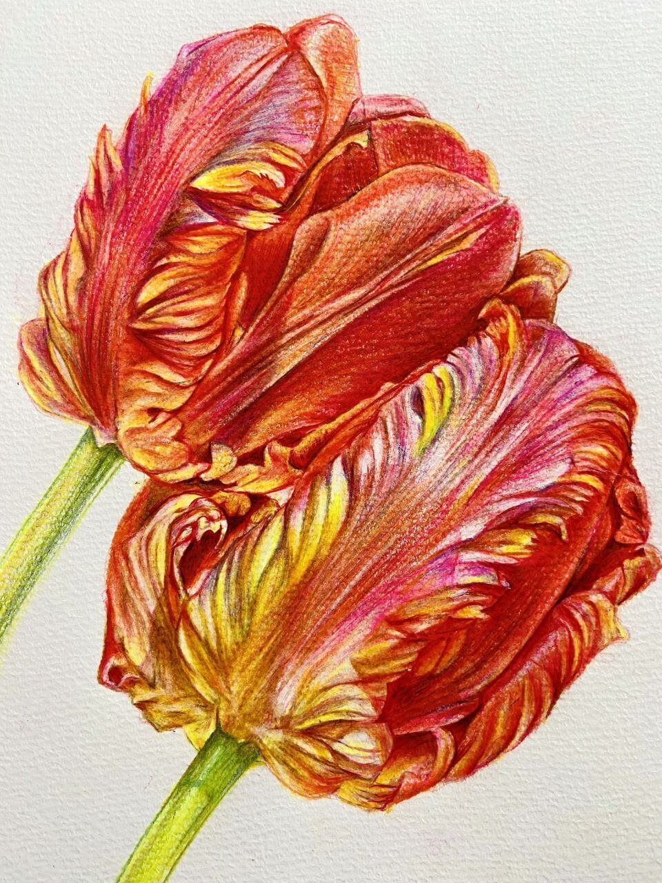 12.パーロット咲きチューリップ A （Tulip・parrot A）色鉛筆画原画