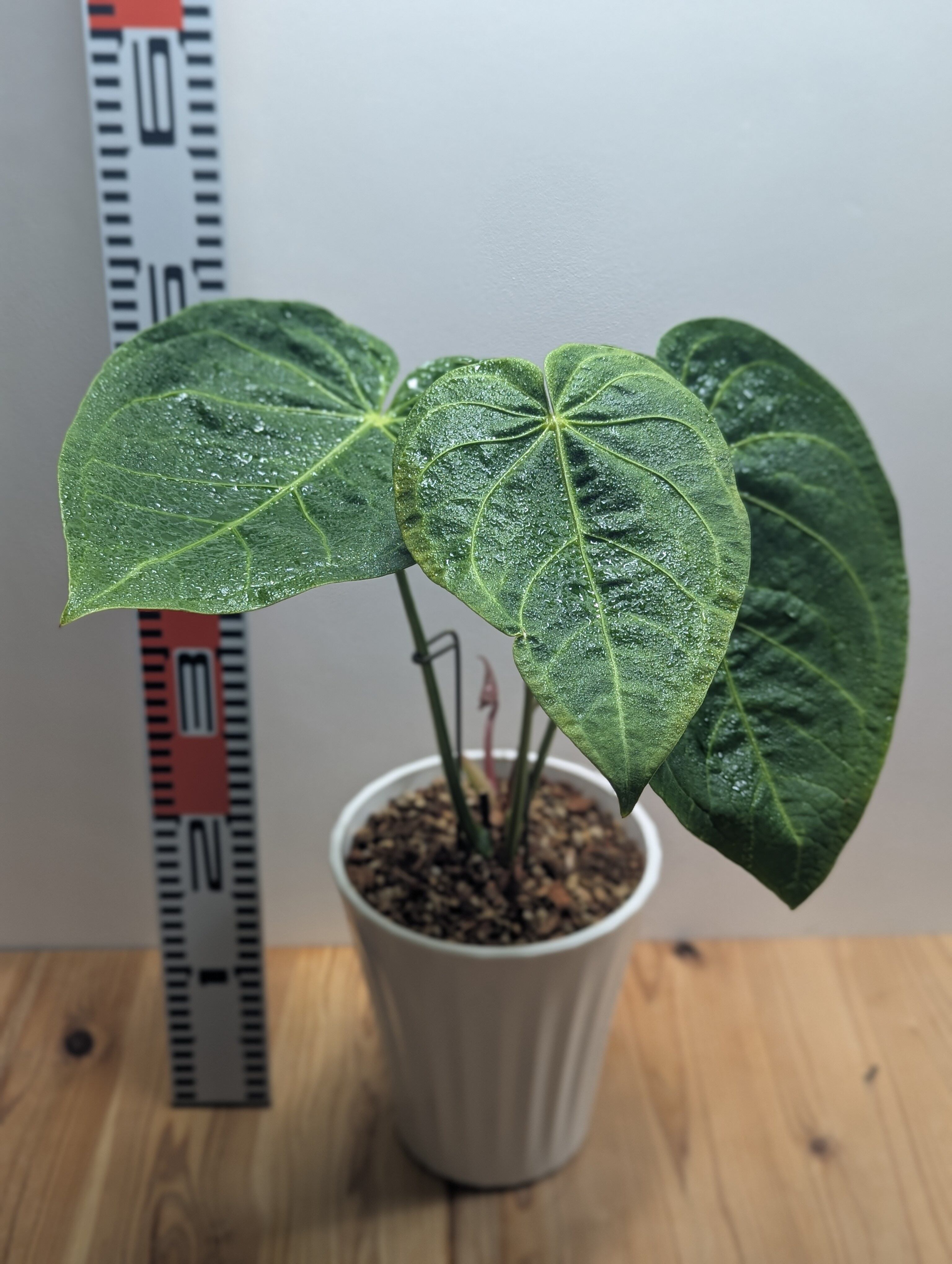 アンスリウム・マグニフィカム 6号 | GREEN Road 植物とパワーストーンの店