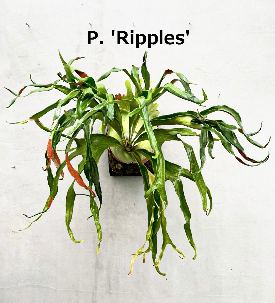 P. coronarium 'Wai Wai' ビカクシダ コロナリウム 'ワイワイ