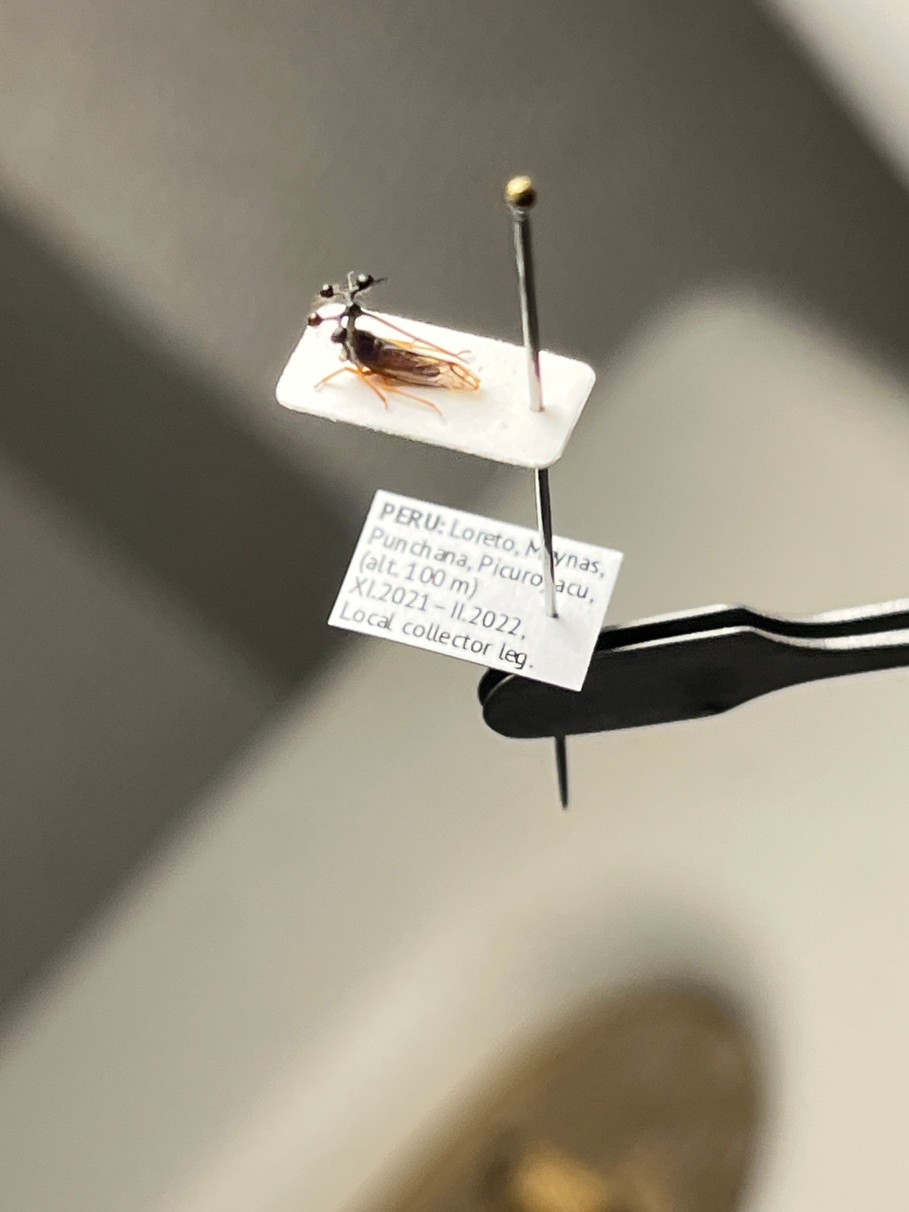 学名珍々】ヨツコブツノゼミ 標本ボッキディウム・チンチンナブリ