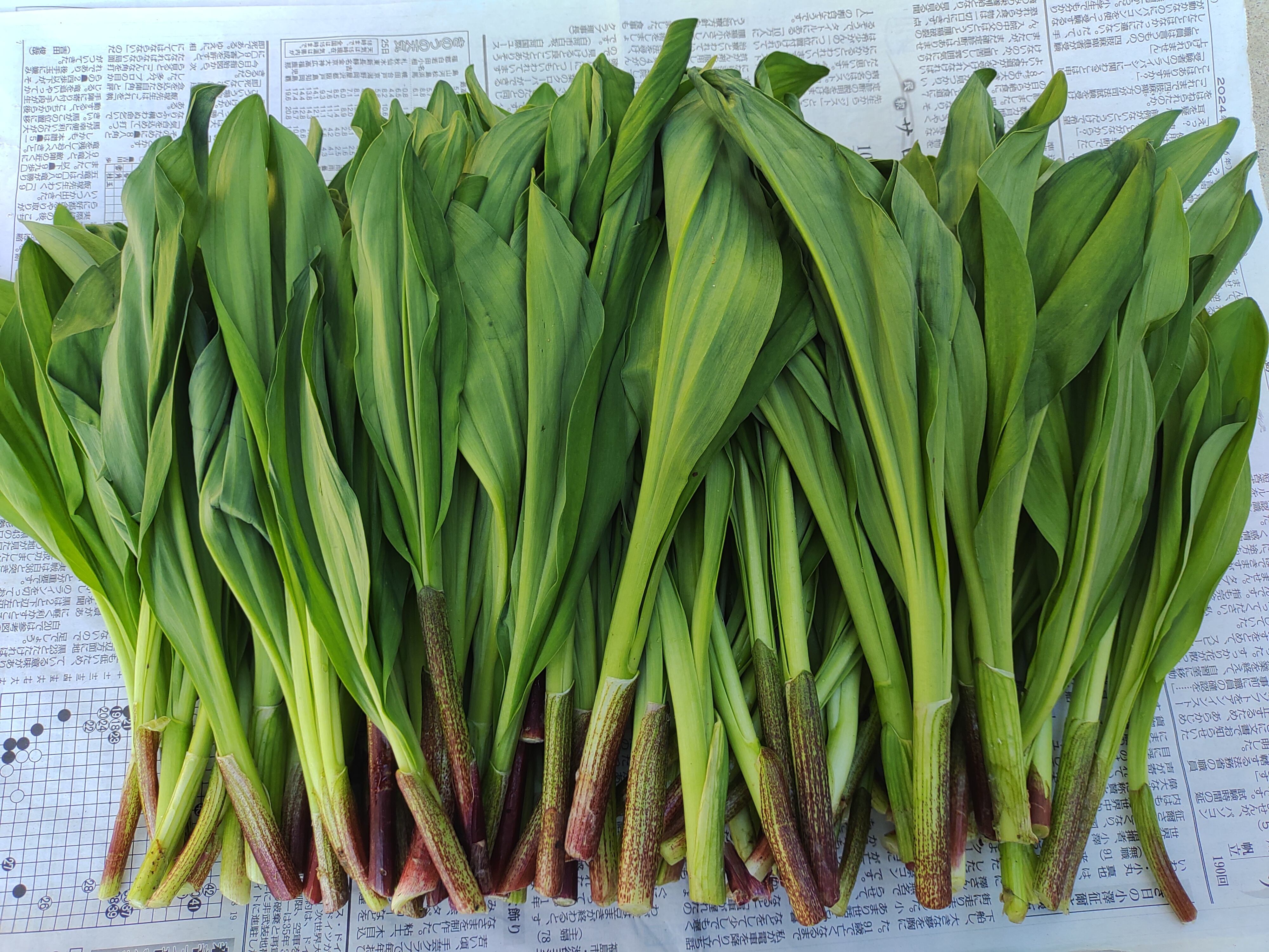 秋苗出荷中！】6年物 20本 行者にんにく苗根 | 南蔵王 七ヶ宿農園 行者