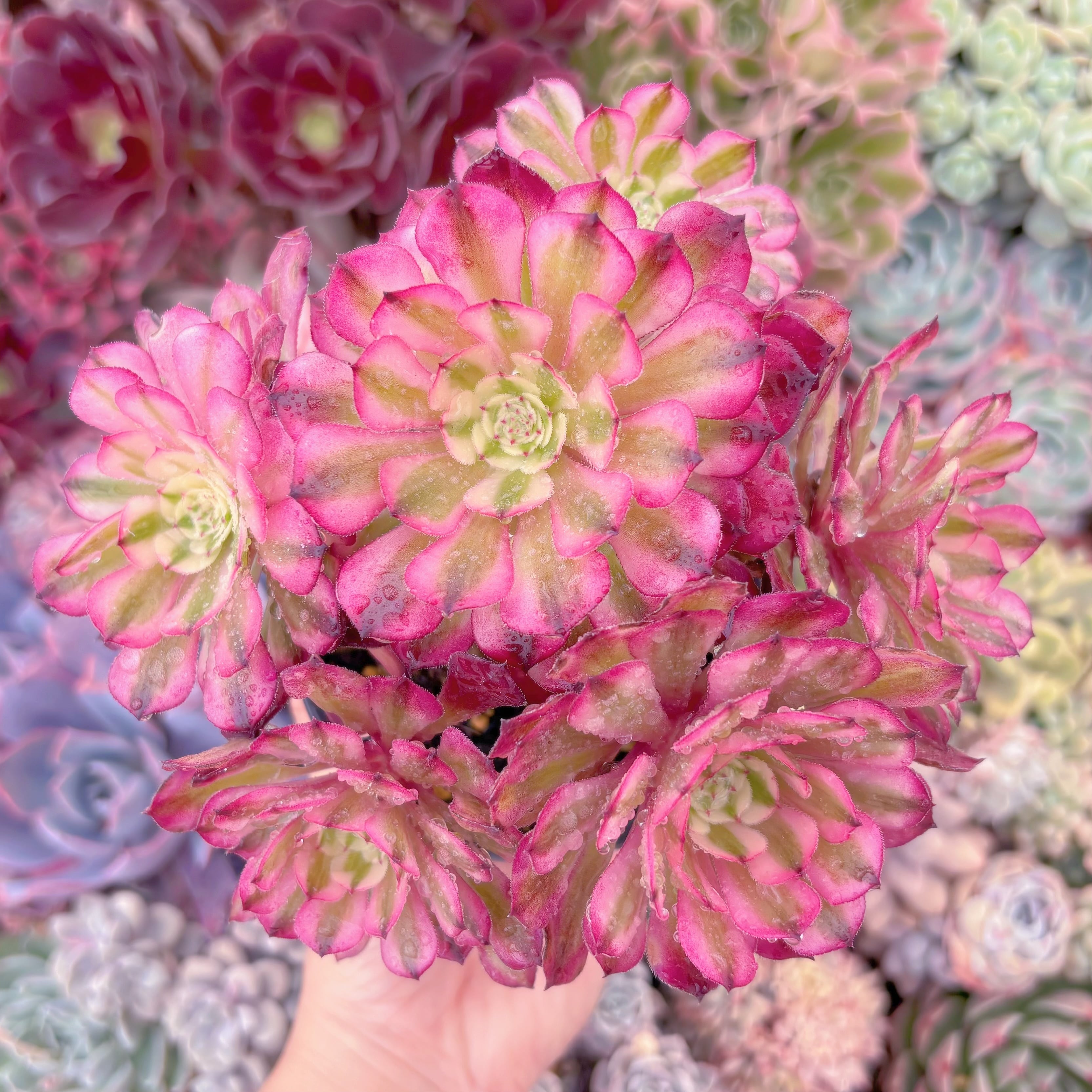 現品　ブラックチェリー#219　群生　るる農園