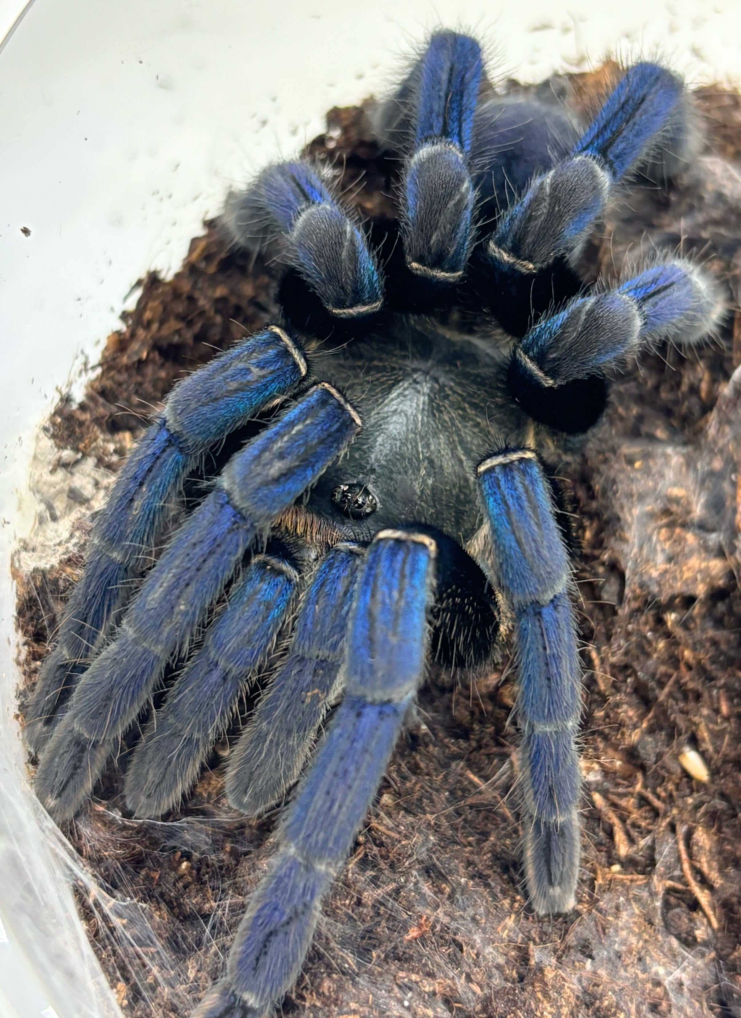 WCコバルトブルータランチュラ（Cyriopagopus lividus） コバルトブルータランチュラ Cyriopagopus lividus 1匹 | まるころ商店