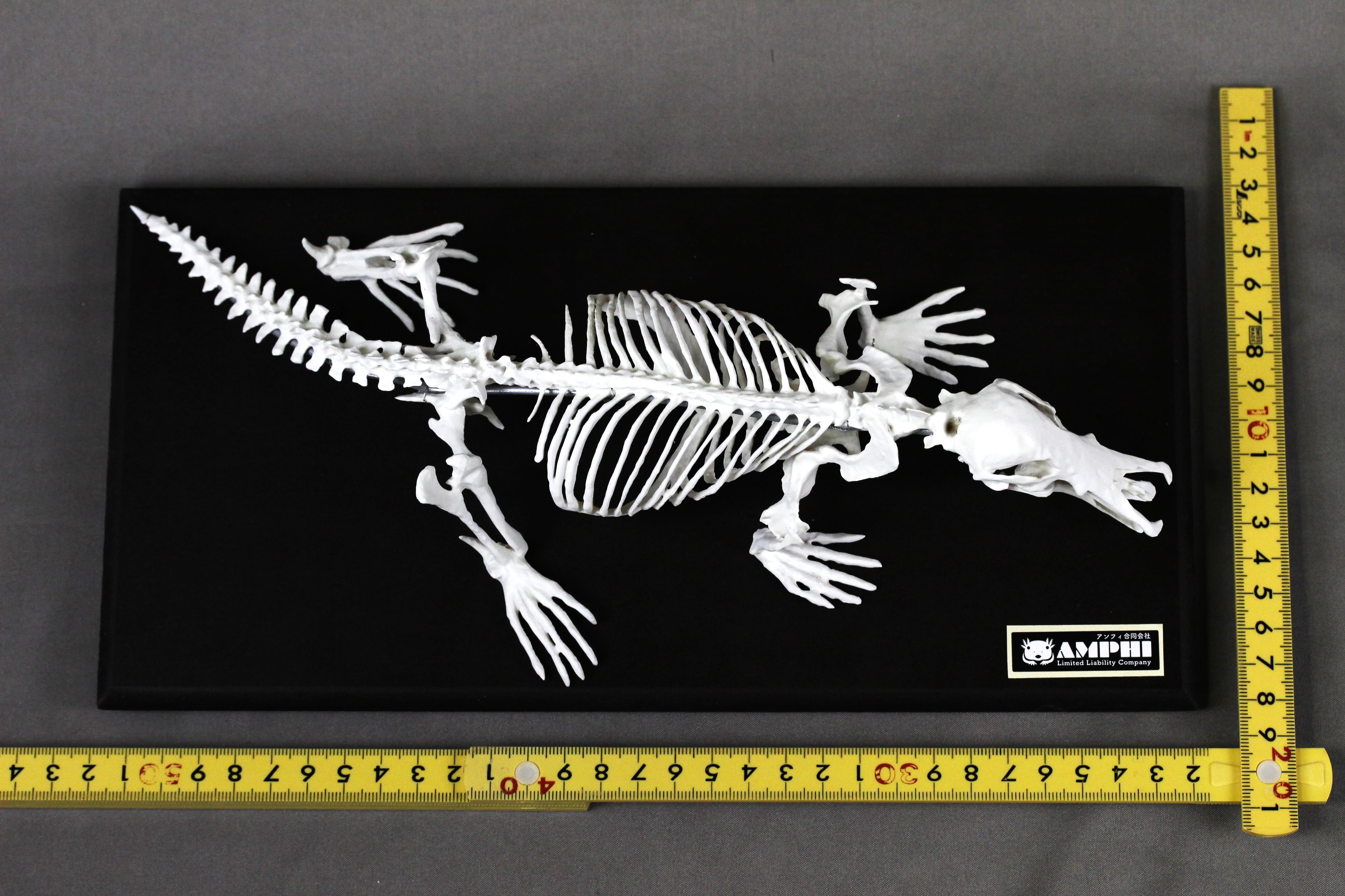 カモノハシ 縮小全身骨格レプリカ Platypus, miniature whole body