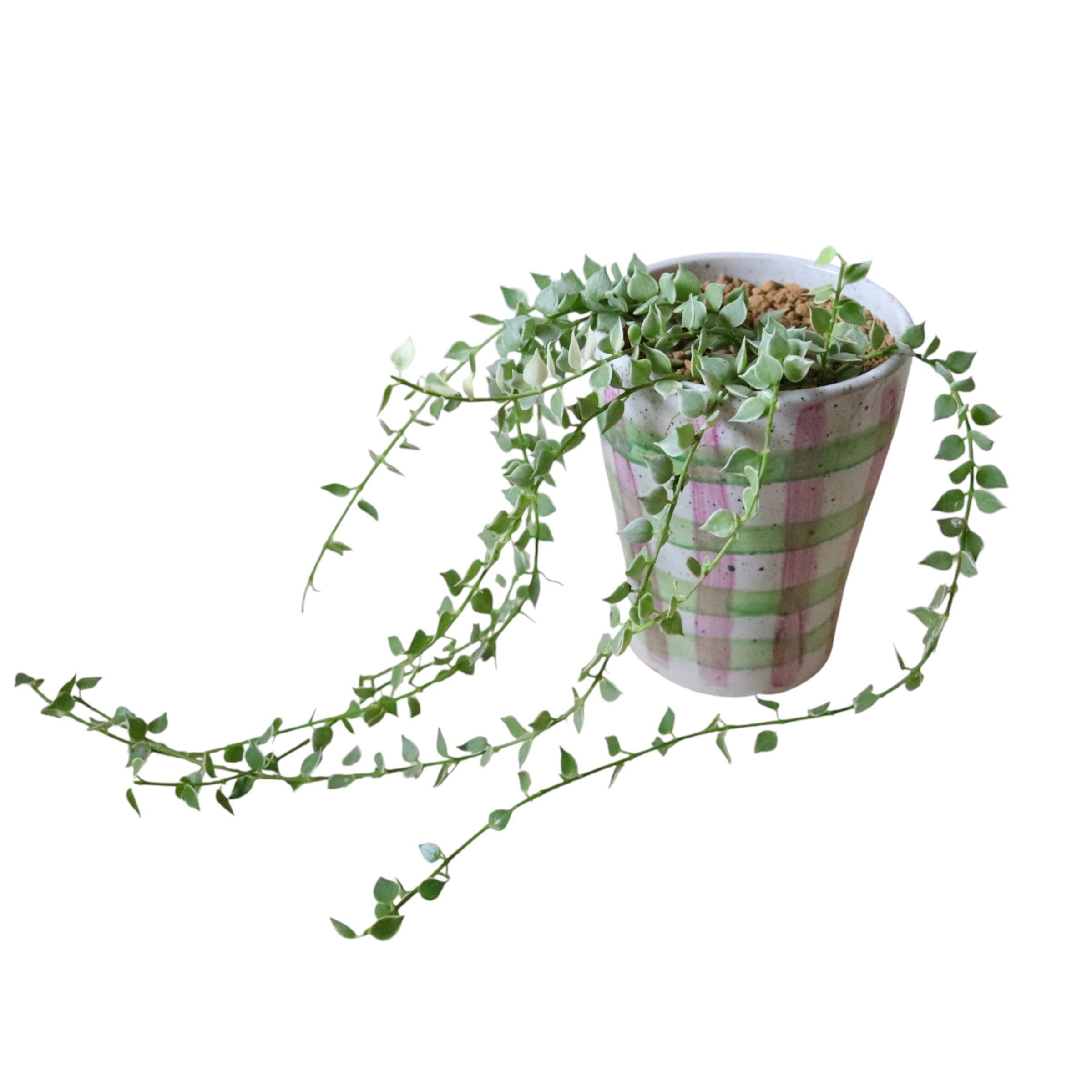 ミリオンハート(花)