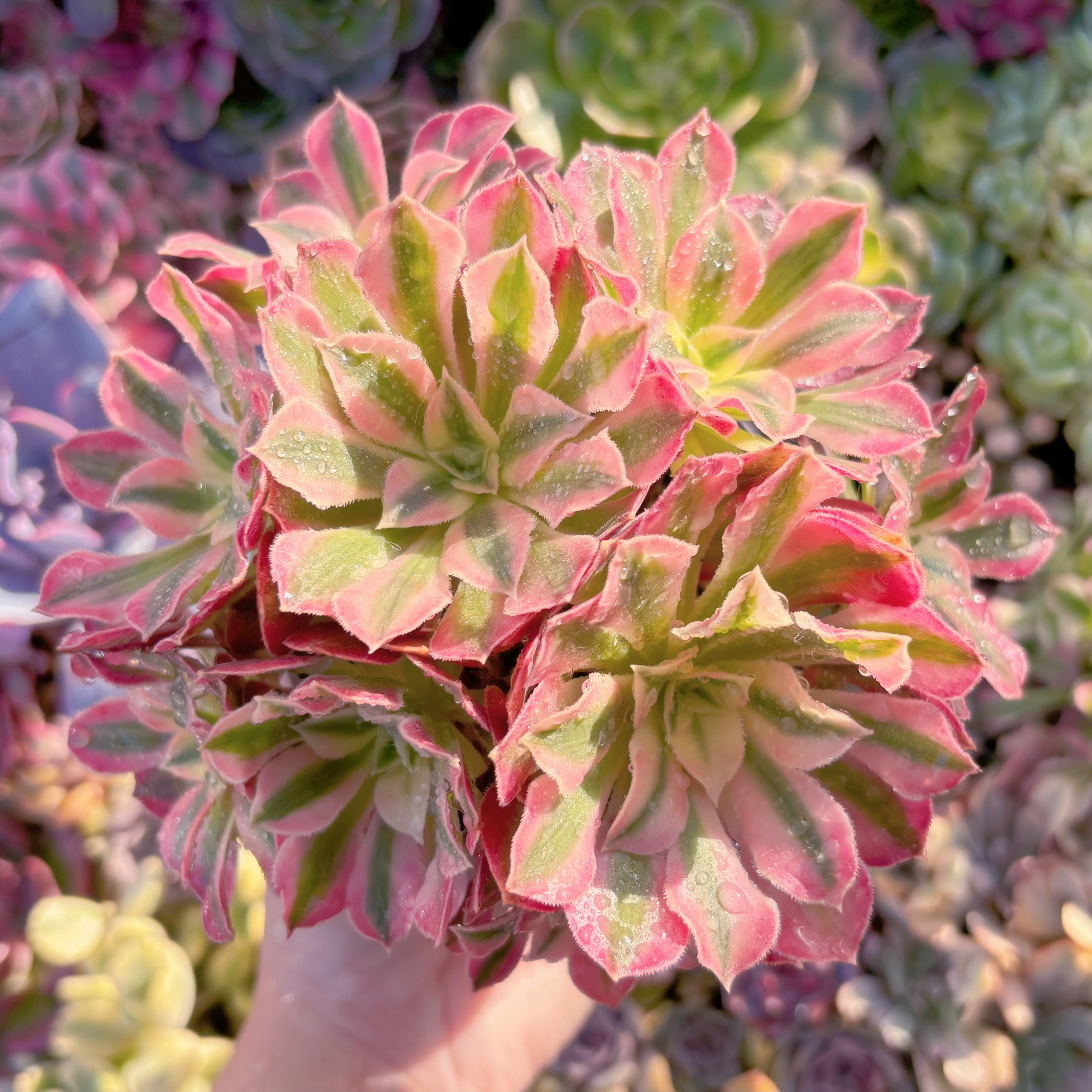 現品　美姫#K023　群生　るる農園