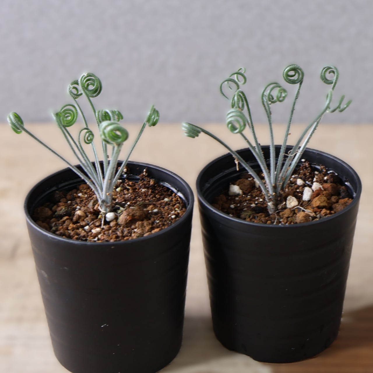 500『アルブカ ナマクエンシス』 観葉植物【送料無料】 | MARX PLANTS