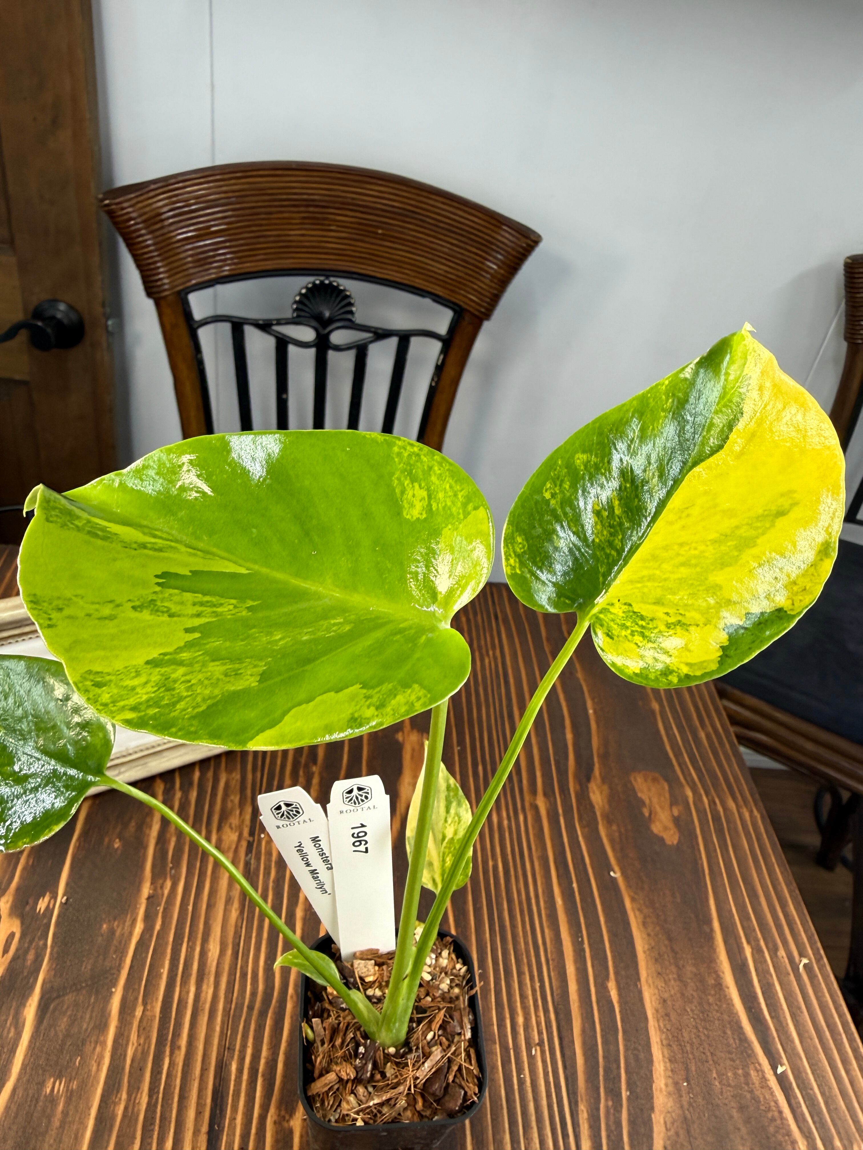 ☆1967【輝かしい斑・美株】モンステラ デリシオーサイエローマリリン
