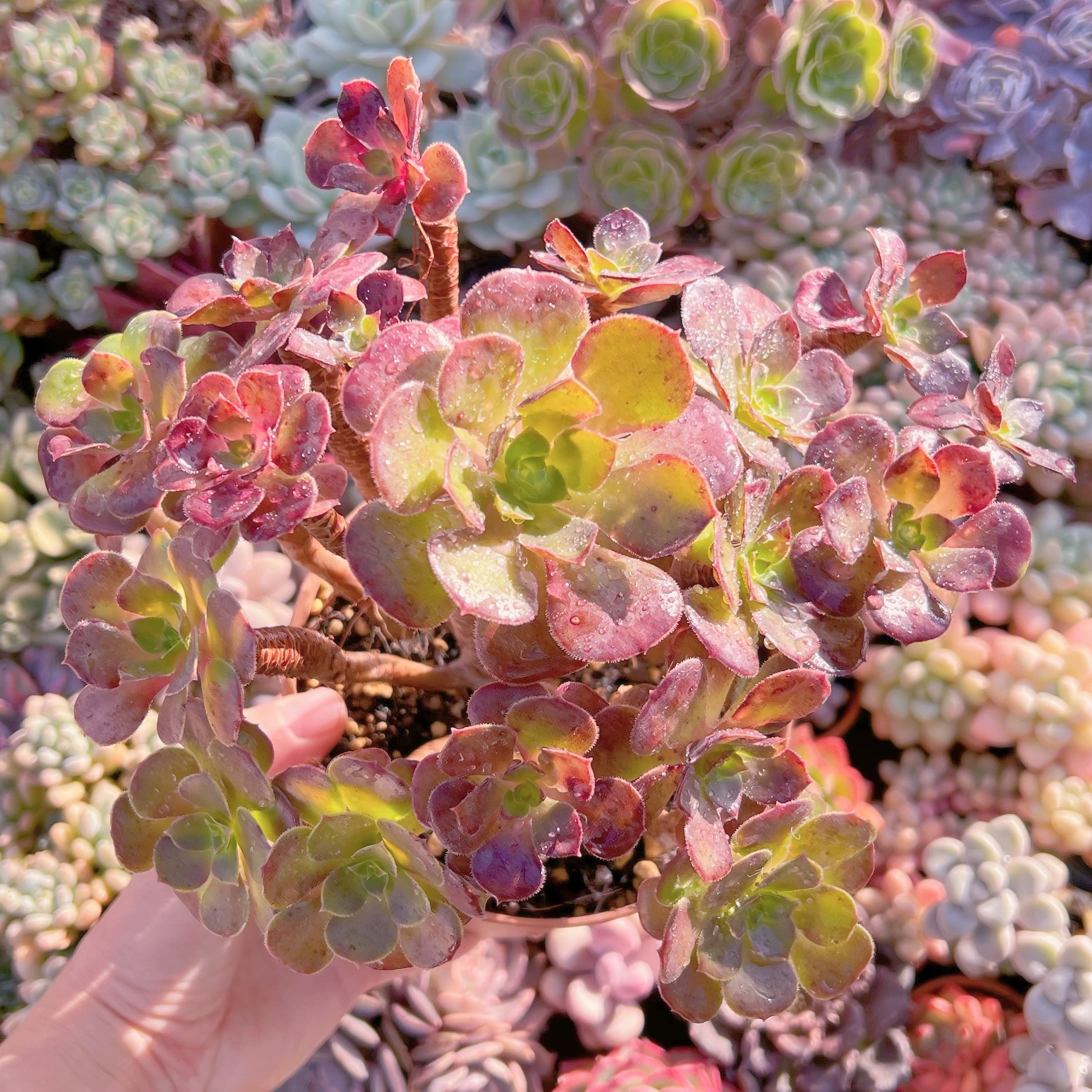 現品　ローズ法師#A25    古株   るる農園