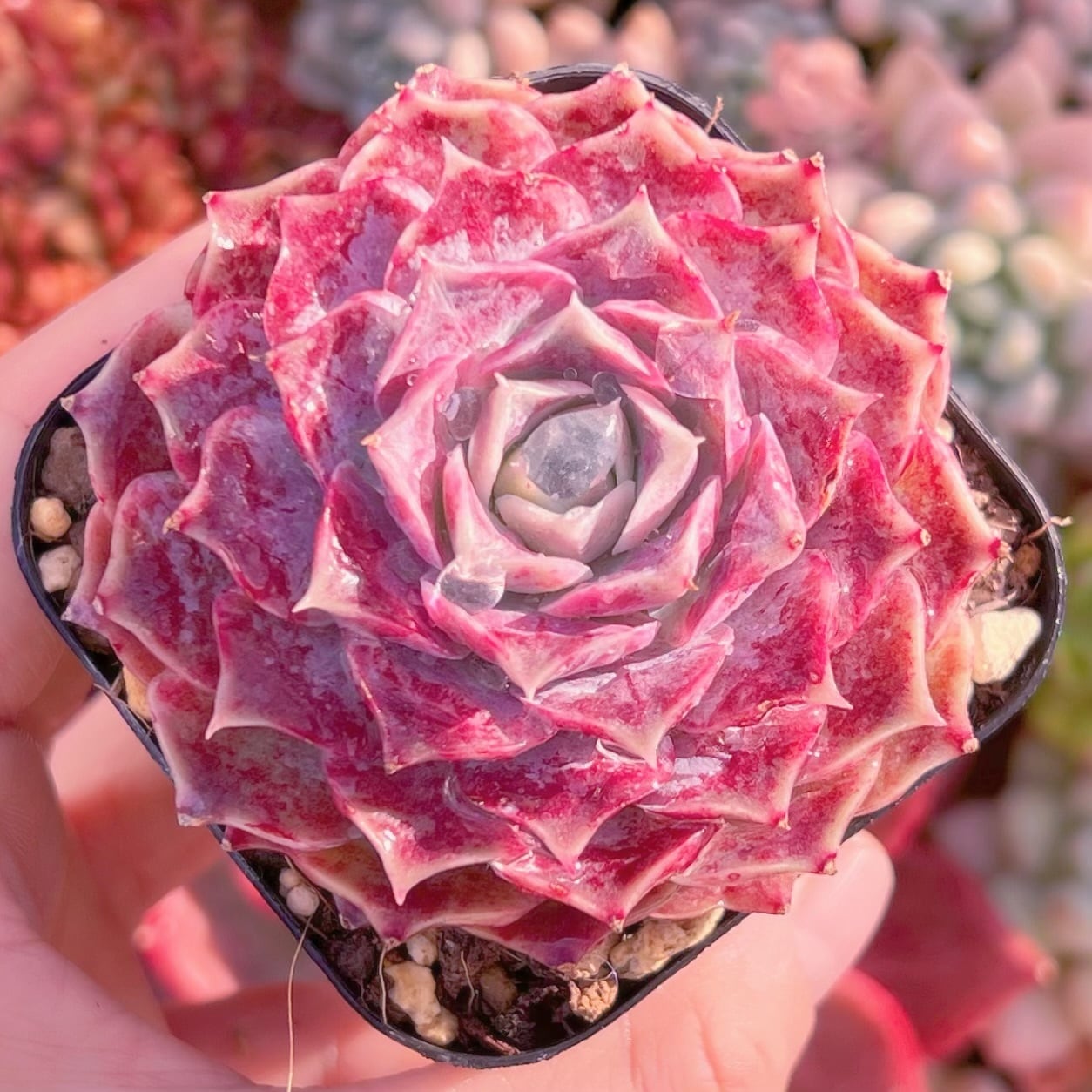 現品　紫姫#874　新入荷　るる農園