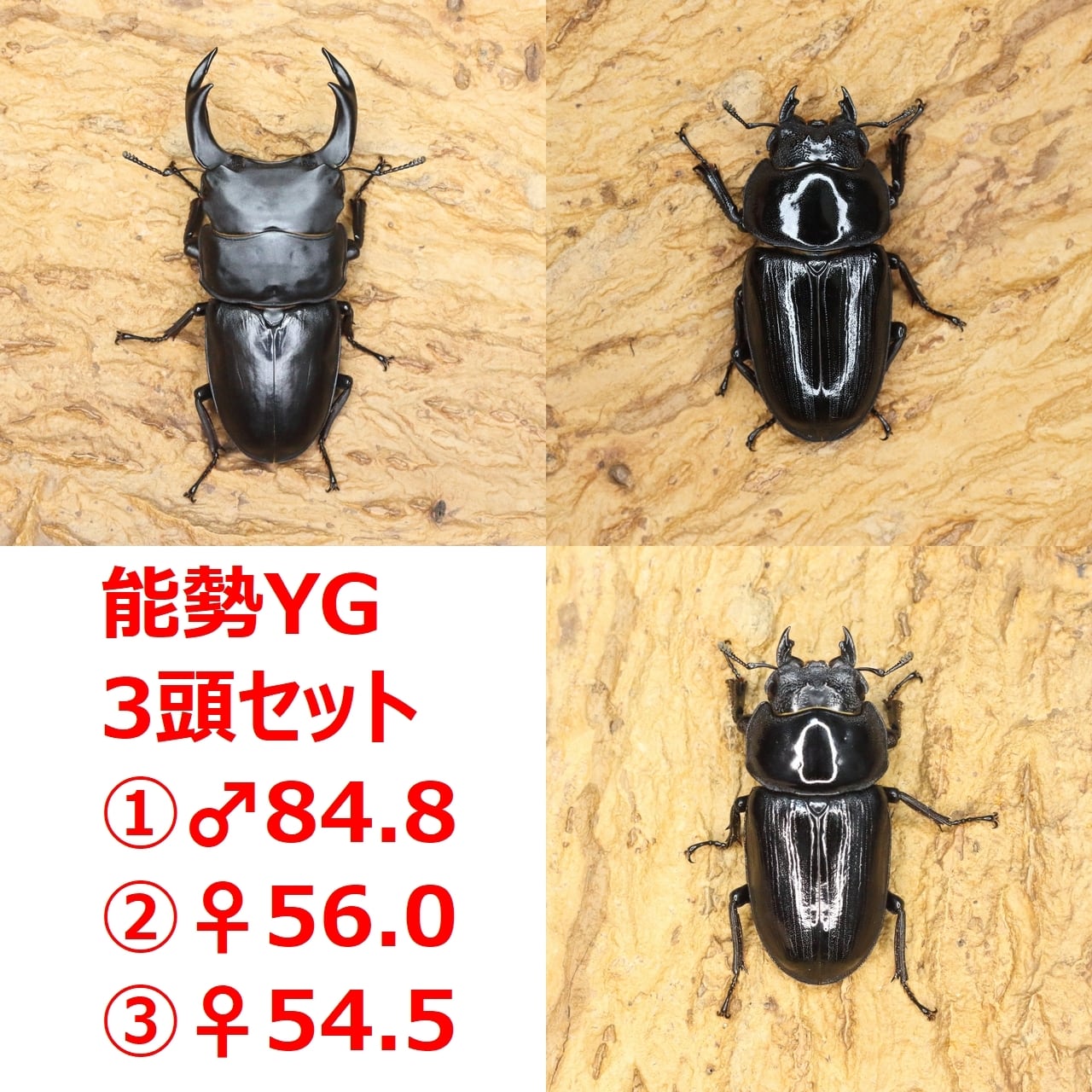 能勢産オオクワガタ♂83.5㎜　♀55.5㎜　ペア　② オオクワガタ（能勢）83ミリ♂♀ペア No.1517 : 虫屋ドットコム - 通販