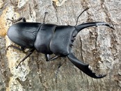 《ウンナンヒラタ 貴州省産 66mm ペア》わたくわ氏ブリード個体