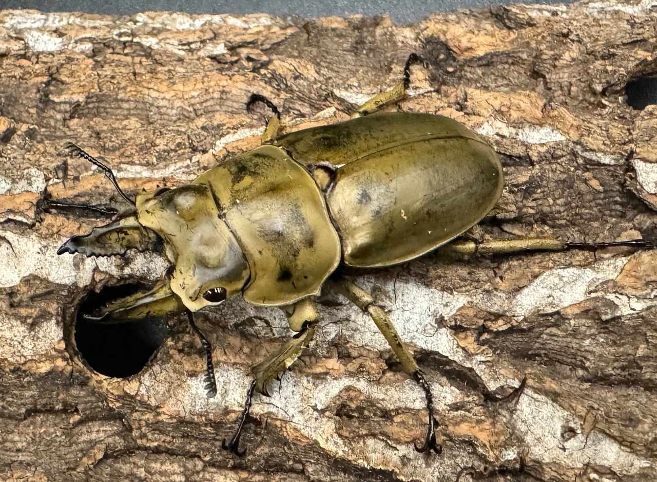 【WD】《モーレンカンプオウゴンオニ 56mm ペア》