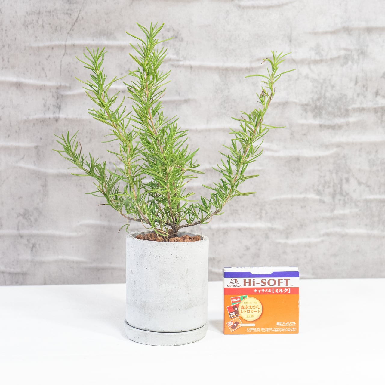 ローズマリー 香り豊かで丈夫な人気ハーブ 料理やハーブティーにも◎ おしゃれなモルタル鉢仕立てで室内外に最適