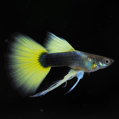 Taxiリボン　若魚1カルテット＋おまけメス1匹